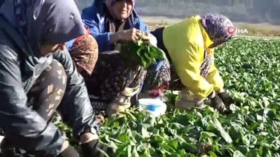 aston -  Kuruyan gölde ıspanak yetiştirip Türkiye'ye satıyorlar  Videosu