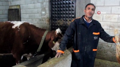  Meradan çalınan hayvanlarını dedektif gibi iz sürerek buldu 