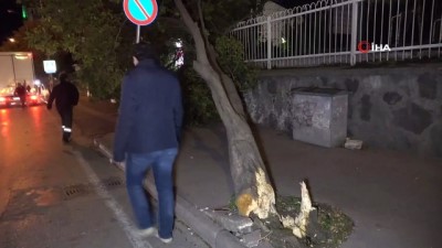 siddetli ruzgar -  Şiddetli rüzgar nedeniyle okul girişindeki ağaç devrildi Videosu