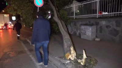 trafik polisi -  Şiddetli rüzgar nedeniyle okul girişindeki ağaç devrildi Videosu