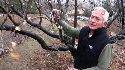 erik agaci -  Yozgat’ta erik ağacı çiçek açtı  Videosu
