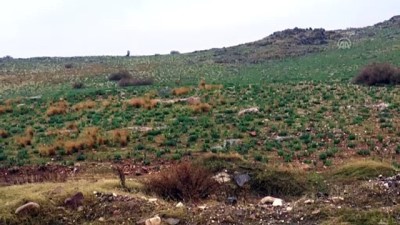 hanli - Hatay'da 'Dağ Ceylanı Yaban Hayatı Geliştirme Sahası' ilan edilmesi  Videosu