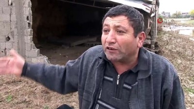 buyukbas hayvan -  Sel suları ahırları yıktı, hayvanlar telef oldu  Videosu