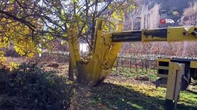 erozyon -  Yeni Yusufeli’ne ilk meyve ağaçları taşındı  Videosu