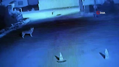 hastane bahcesi -  Ağrı'da kurtlar şehre indi  Videosu