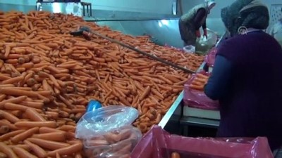 aile ekonomisi - Beypazarı'nda kışlık havuç hasadı sürüyor - ANKARA  Videosu