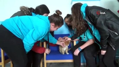devamsizlik -  Okulun 373 numaralı öğrencisi Kedi Paşa  Videosu