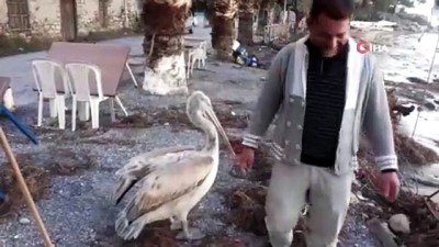 pelikan -  Pelikan 'Yaşar' Karina’nın gözdesi oldu  Videosu