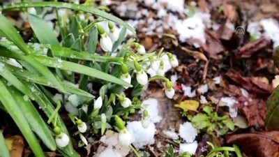 hava sicakliklari - 'Baharın müjdecisi' kardelen ve çiğdemler erken çiçek açtı - KONYA Videosu