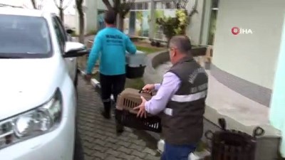 tedavi sureci -  Tedavisi tamamlanan Avrasya Kartal Baykuşu doğaya salındı  Videosu