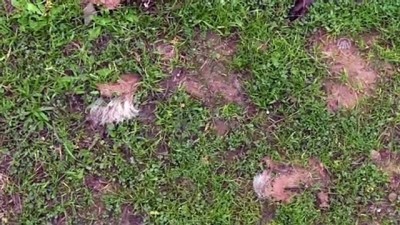 uzum bagi - Bir köpeğin zehirlendiği iddiasına inceleme - HATAY  Videosu