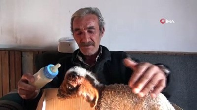 bebek -  Erken doğan kuzuya bebek gibi bakıyorlar  Videosu