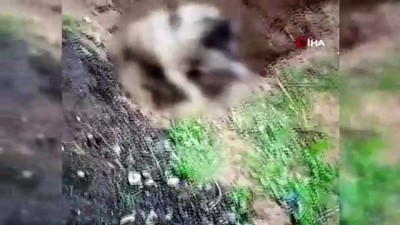 suc duyurusu -  Hatay'da köpeğin zehirlenerek öldürülmesine soruşturma  Videosu
