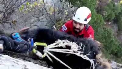 keci - Kaybolduktan bir hafta sonra yamaçta bulunan keçi kurtarıldı - MERSİN  Videosu