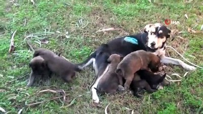 agri kesici -  Vicdansızların vurduğu sokak köpeği yavrularına kavuştu  Videosu