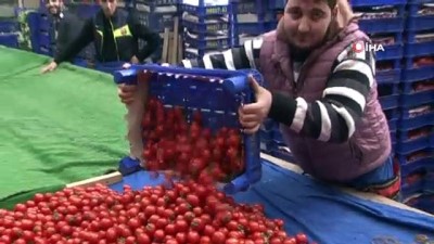 zam sampiyonu -  Tarladan seraya geçen domates fiyatı en çok artan ürün oldu  Videosu