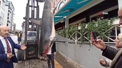 kopek baligi -  Balıkçıların ağına 200 kiloluk köpek balığı takıldı  Videosu
