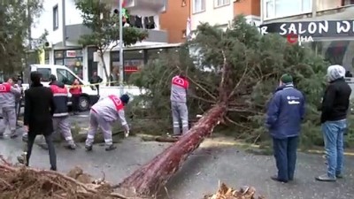  İstanbul’da şiddetli fırtına ağaçları devirdi 