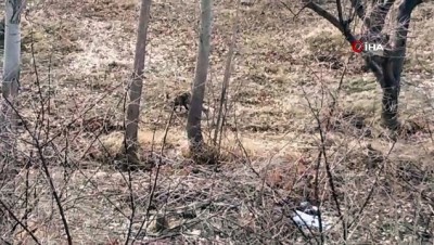 ipekyolu -  Van'da aç kalan tilki mahalleye indi  Videosu