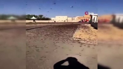 cekirge istilasi -  - Suudi Arabistan'ı Çöl Çekirgeleri Bastı  Videosu