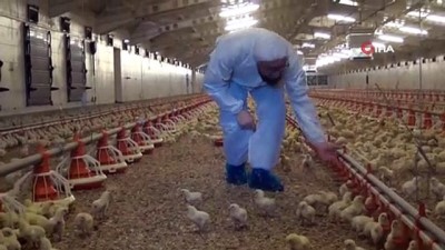 tavuk uretimi -  Gazetede gördü, devlet desteğiyle milyonluk tesis sahibi oldu  Videosu