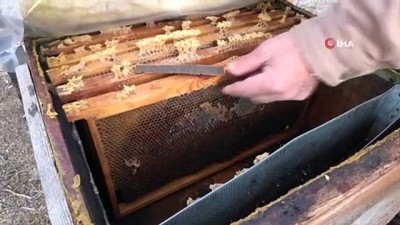 hava sicakliklari -  Arılar kış uykusuna yatırılıyor  Videosu