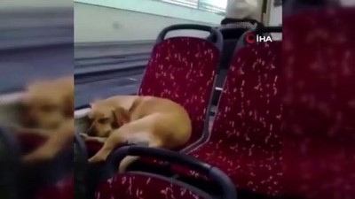 otobus soforu -  İstanbul’da otobüs şoföründen insanlık örneği  Videosu