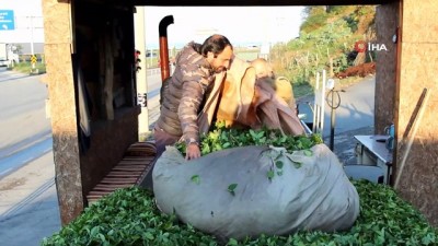 cay alimi -  Çayda beklenmeyen sürgün üreticiyi güldürdü  Videosu