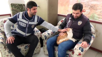 yavru kedi -  Annesini kazada kaybeden yavru kediye polisler sahip çıktı  Videosu