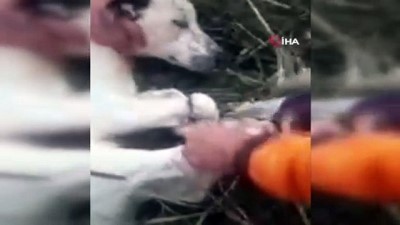 bulduk -  Vicdansızlığı bu kadarı, köpekleri çuvala koyup ölüme terk ettiler Videosu