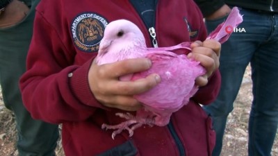 aksam ezani -  Yüzlerce güvercin gökyüzüne bırakıldı  Videosu