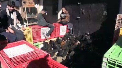 balik turu - Bağdat’ta hayvanseverlerin buluşma noktası 'Gazil Çarşısı' - BAĞDAT  Videosu