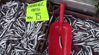 avcilik - Batı Karadenizli balıkçıların hamsi umudu kalmadı - DÜZCE Videosu