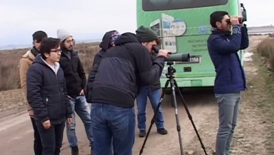 goller - Meriç Deltası 30 bine yakın fazla su kuşunu ağırlıyor - EDİRNE  Videosu