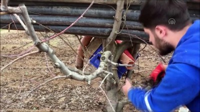 amator - Meyve bahçesinde 'müzikli' mesai - BURSA  Videosu