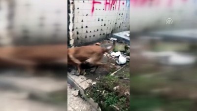 Uyuşturucu operasyonu - BURSA 