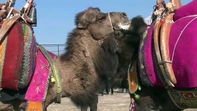 deve guresleri -  Umurbey Deve Güreşleri nefes kesti Videosu