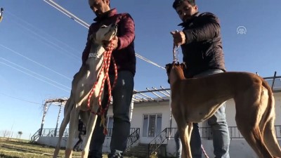 avcilik - Avcıların tazıları Şanlıurfa'da yetiştiriliyor  Videosu