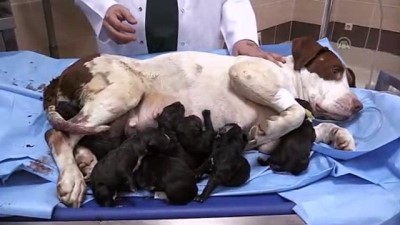 sezaryen dogum - Bir batında 13 yavru doğurdu - ERZURUM  Videosu