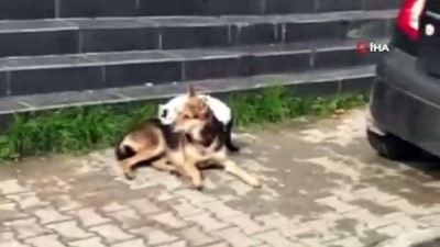 kopek -  Kedi ile köpeğin dostluğu yürekleri ısıttı  Videosu