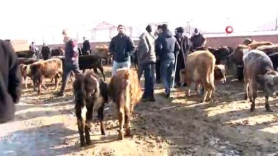 hayvan pazari -  Vanlı besicilerin zorlu kış mesaisi  Videosu