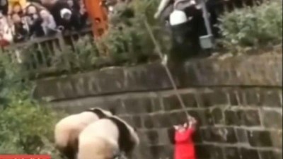 panda - 8 yaşındaki küçük kız pandaların bulunduğu dev kafese düştü  Videosu