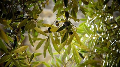 zeytin agaci - Video: Zeytin ağaçlarını evlat edinerek ekonomiye katkı sağlıyorlar Videosu