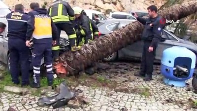 palmiye agaci -  Araca çarpmamak için palmiye ağacına çarptı, yıkılan ağaç başka bir otomobili hurdaya çevirdi Videosu