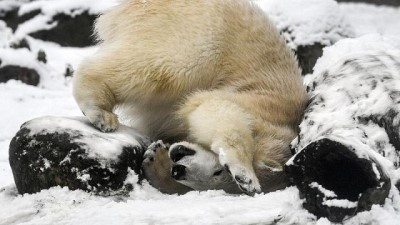 olaganustu hal - Rusya’da kutup ayıları yerleşim birimlerine girince olağanüstü hal ilan edildi  Videosu