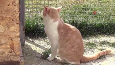 sevgililer gunu -  Sevgililer, 14 Şubat öncesi hayvan barınağına koştu  Videosu