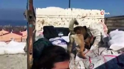 uyusturucu tacirleri -  Yardım kömürleri içerisinde uyuşturucu bulundu  Videosu