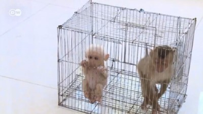 İki yavru maymun esaretten kurtarıldı