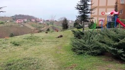 kopek saldirisi -  Trabzon’da bir mahallenin başı köpeklerle dertte  Videosu