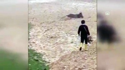 mahsur kaldi - Cizre'de çamura saplanan at kurtarıldı - ŞIRNAK  Videosu